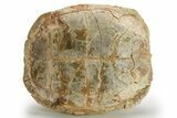 Inflated Fossil Tortoise (Stylemys) - South Dakota #280780-5